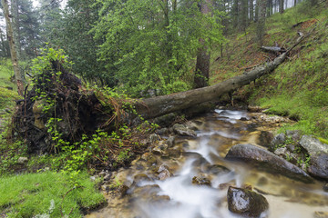 Árbol caído por encima de un arroyo 