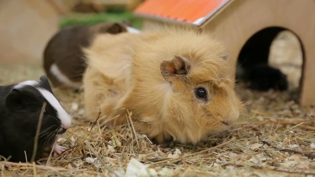 Funny guinea pigs in zoo