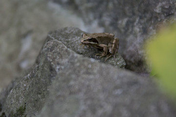 Frosch