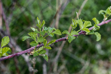 Naklejka premium Blackberry growing in garden. Unripe blackberries bush.