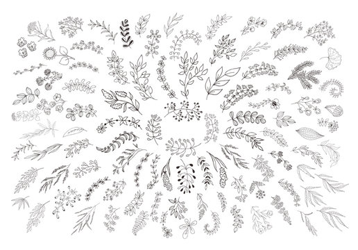 Set Of Floral Design Elements