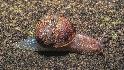 Little snail
