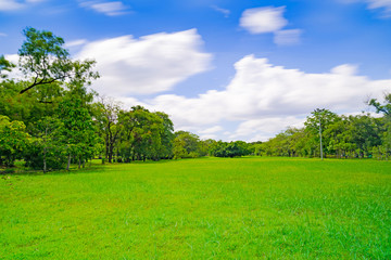 Green tree in a beautiful park garden under blue sky