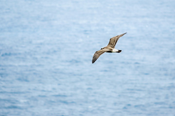 Fototapeta na wymiar Seagull over the sea