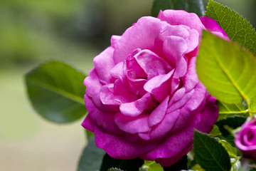 Rosa Rose im Garten
