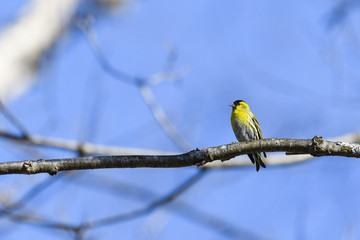 マヒワ(Eurasian siskin)