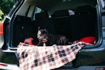 Brindle French bulldog sitting in the trunk of a car on a plaid with a red ball and a pillow in sunny weather, traveling with a dog