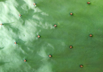 Closed up green cactus texture and pattern, desert plants at northern Chile 
