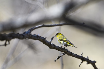 マヒワ(Eurasian siskin)