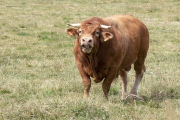 Taureau race limousine au pré