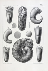 Fossils