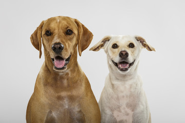 Couple of two expressive dogs posing in the studio against white background