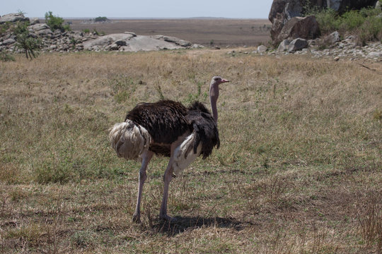 Autruche tanzanie