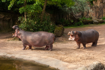 Hippo