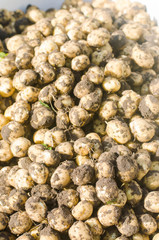 a bunch of fresh young yellow potatoes on the field close-up, agriculture, farming, seasonal work, vegetables, environmentally friendly product, good harvest. selective focus