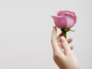 Beauty and skin care. Beautiful female hands with soft skin. Elegant female hands with pink manicure on the nails. Beautiful fingers holding a rose