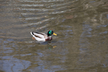 Obraz premium Stockente