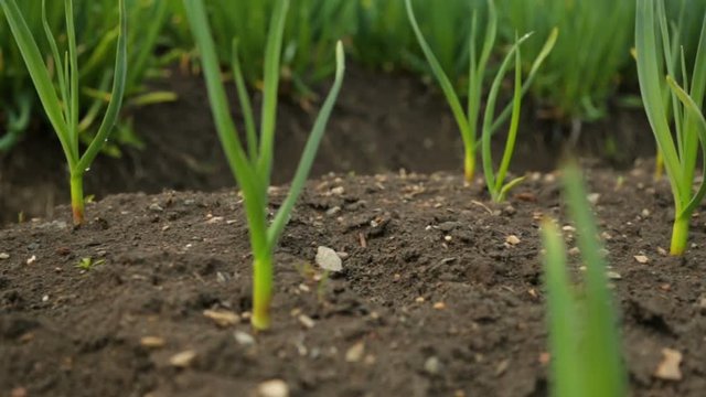 Spring onion and garlic in vegetable garden