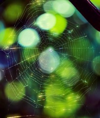 .cobweb in the soft light,  bokeh background      