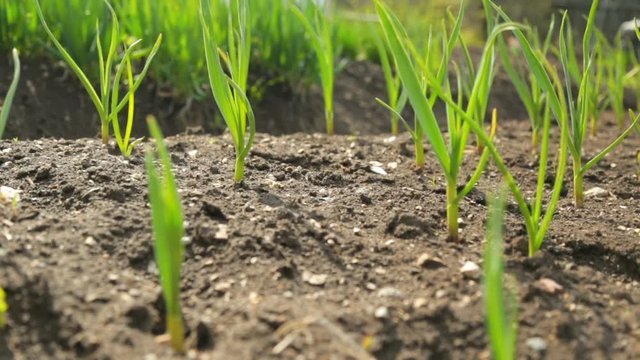 Spring onion and garlic in vegetable garden