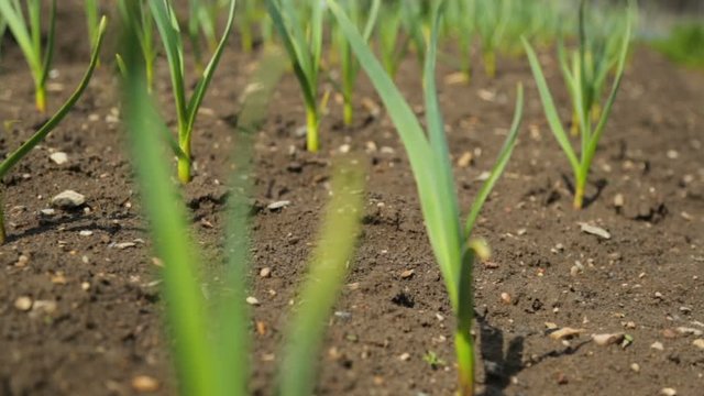 Spring onion and garlic in vegetable garden