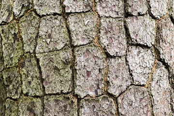 Bark wood for background