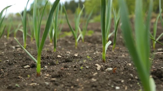 Spring onion and garlic in vegetable garden