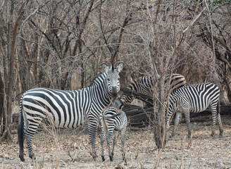Fototapeta premium Zebras in der Savanne vom in Simbabwe, Südafrika