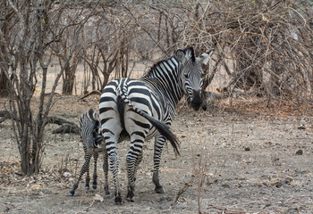 Zebras in der Savanne vom in Simbabwe, Südafrika