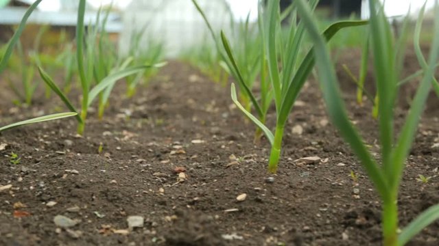 Spring onion and garlic in vegetable garden