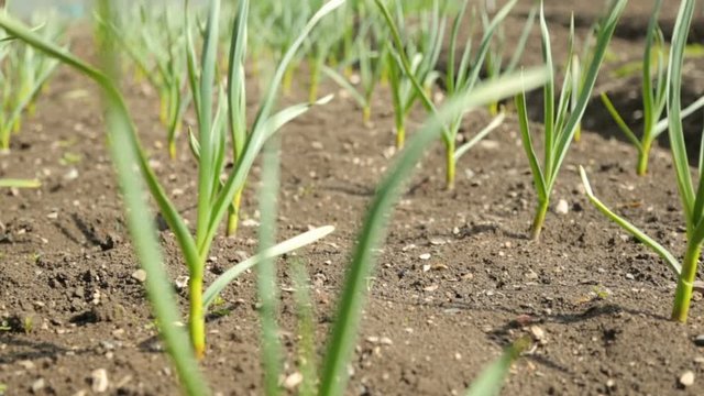 Spring onion and garlic in vegetable garden