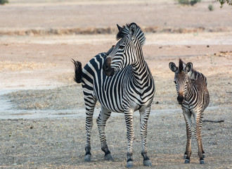 Fototapeta na wymiar Zebras in der Savanne vom in Simbabwe, Südafrika