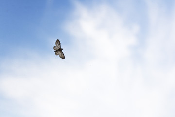fly