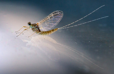 Mosquito
