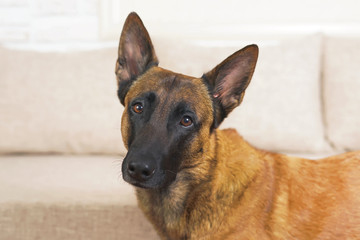 The portrait of a serious adult Belgian Shepherd dog Malinois posing indoors near a couch with pillows