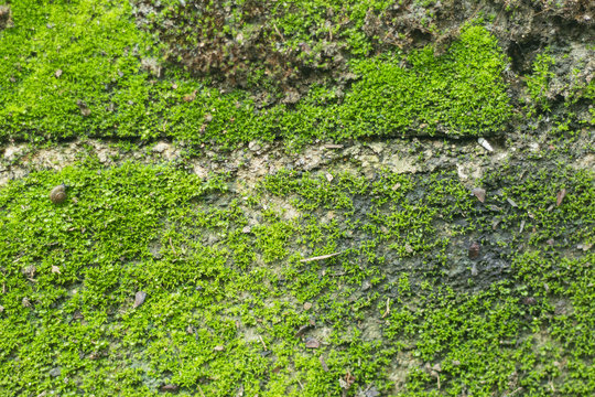 moss for background