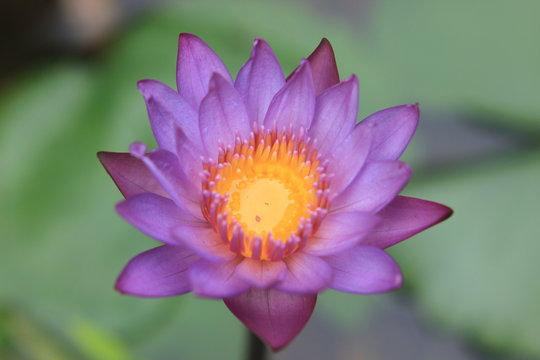 flower, pink, nature, plant, purple, garden, lotus, flora, green, flowers, beauty, blossom, yellow, summer, macro, lily, water, daisy, bloom, beautiful, spring, floral, petals, petal, closeu