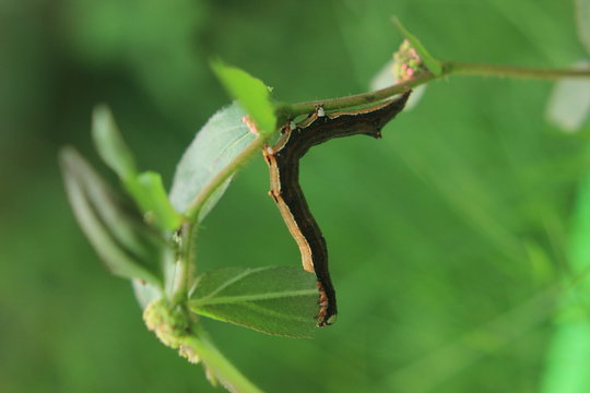 nature, plant, green, leaf, spring, macro, tree, branch, flower, insect, bud, close-up, fresh, closeup, garden, flora, isolated, natural, white, twig, leaves, bug, food, animal, season
