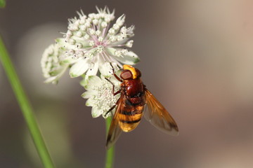 a beautiful european hornet closeup at a white flower in the garden