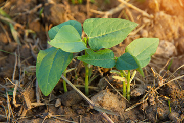 Sprout growing with sunlight