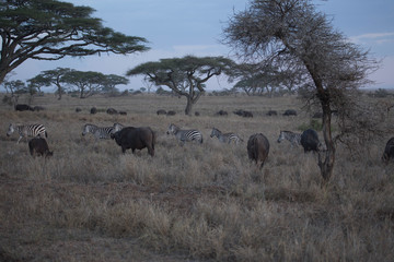 Fototapeta na wymiar Buffle safari tanzanie