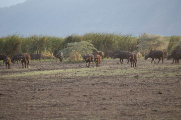 Buffle safari tanzanie
