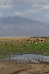 Obraz premium Buffle safari tanzanie