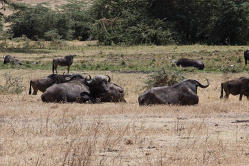 Buffle safari tanzanie