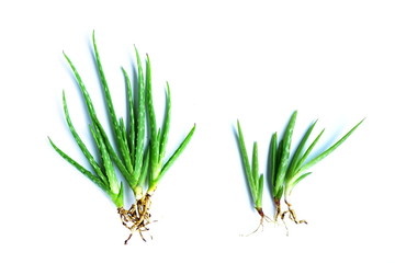 Aloe vera on white background, copy space, skin care concept