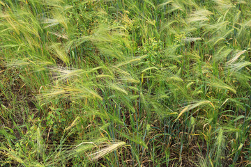 Green and yellow wheat ears after the rain