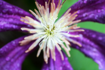 Close up of inside part of a purple flower (Сlematis viticella)