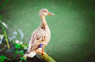 wild duck in natural habitat (aythya ferina)