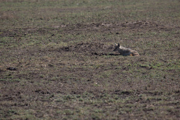 Chacal safari tanzanie