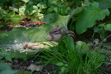 A Chipmunk eating cracked corn on a leaf